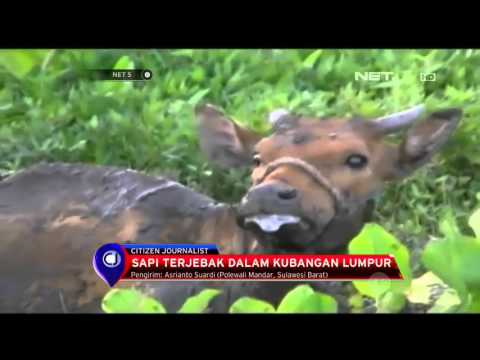 Sapi ukuran jumbo terberat siap dilelang kurban - NET12 