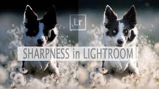 Lightroom Sharpen in Dog Photography