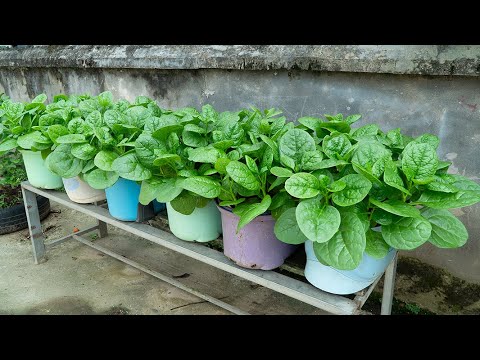 How to Grow Vegetables at Home Without a Garden | Growing Malabar Spinach From Seeds