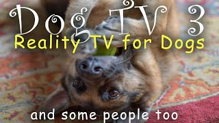 Dog TV 3  (Reality TV for Dogs) A Dogs Life Video