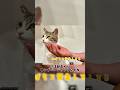 【保護猫】家族揃うと寄ってくる猫