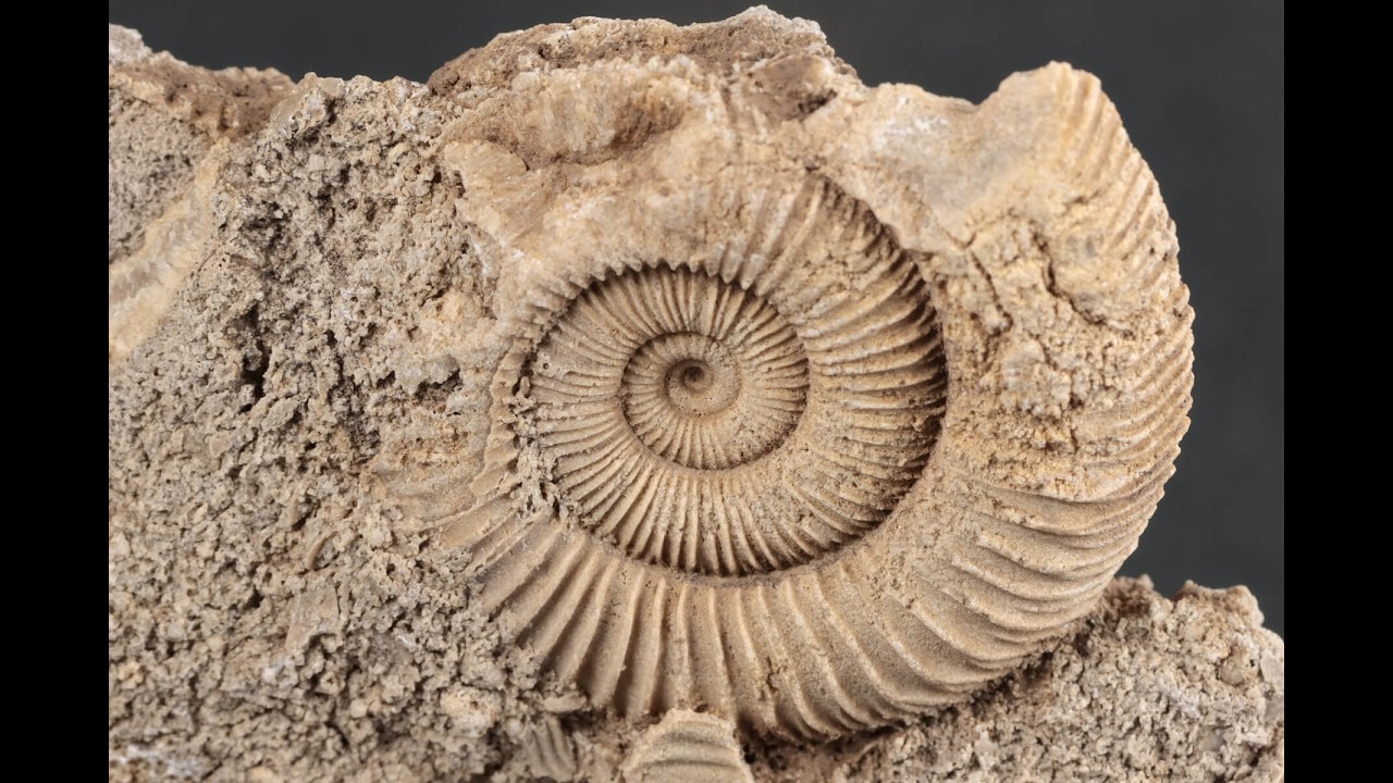 ダクティリオセラス アンモナイト化石 64g / Dactylioceras Ammonite