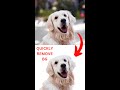 The best way to remove the background  takes 5 seconds photoshop tutorials shorts