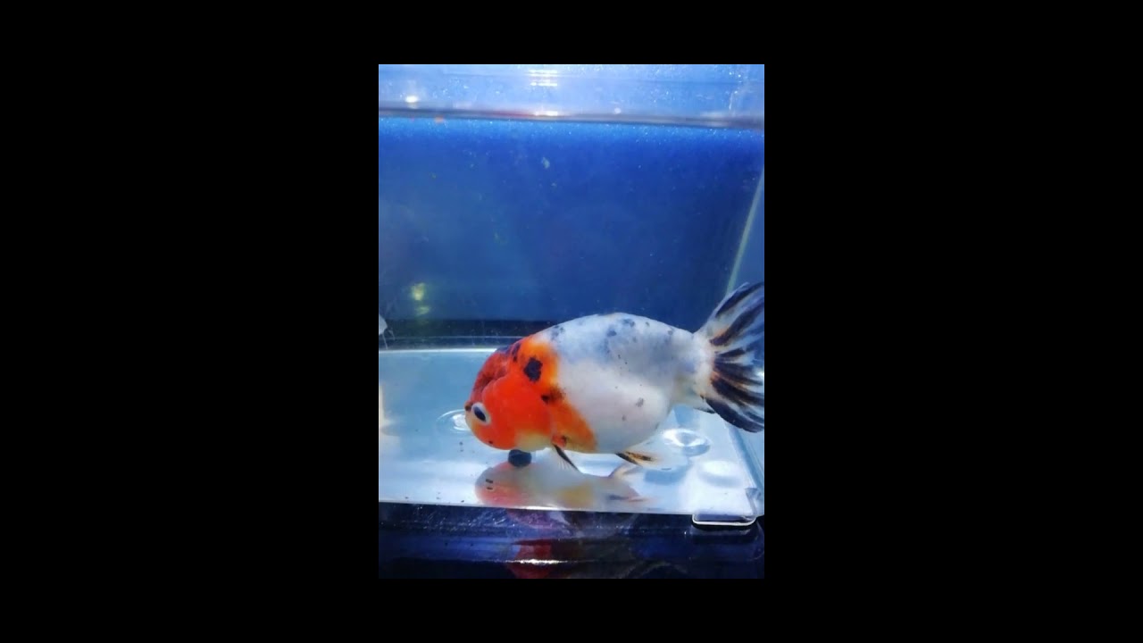 江戸錦とかすりらんちゅう 金魚 金魚屋 江戸錦 かすりらんちゅう ペット 癒し お家時間の過ごし方 横浜 菊名 よこいち Youtube