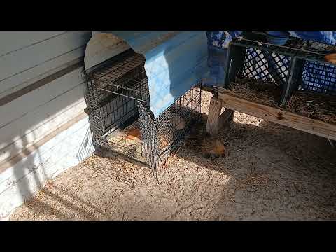 3 baby chickens 6 weeks old, and the rest of the crew. And Willis, too!