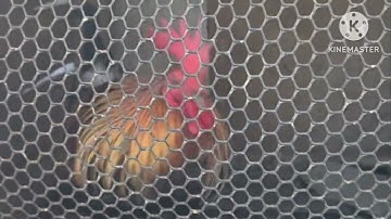 Rov tso qaib rau peb saib dua hnub tim 19/8/2025