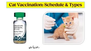 Cat Vaccination schedule for kitten and cats| Types of Vaccination|  Rahnumay Kisan