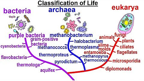Astronomy - Ch. 30: Life in the Universe? (5 of 20) The Classification of Life - DayDayNews