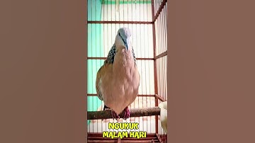 suara pikat burung tekukur derkuku gacor NGUKUK malam hari #shorts #shortsfeed #shortvideo #short