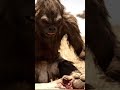 Life Million Years Ago | Prehistoric struggle for survival
