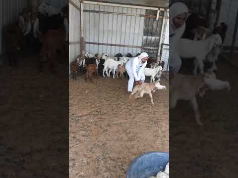 خايف يصير مندي