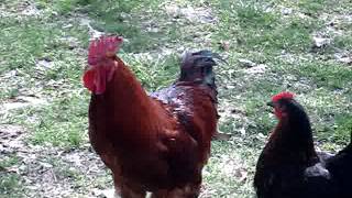 ROOSTER COGBURN 3 2015 by Angelia Phillips 84 views 9 years ago 2 minutes, 19 seconds