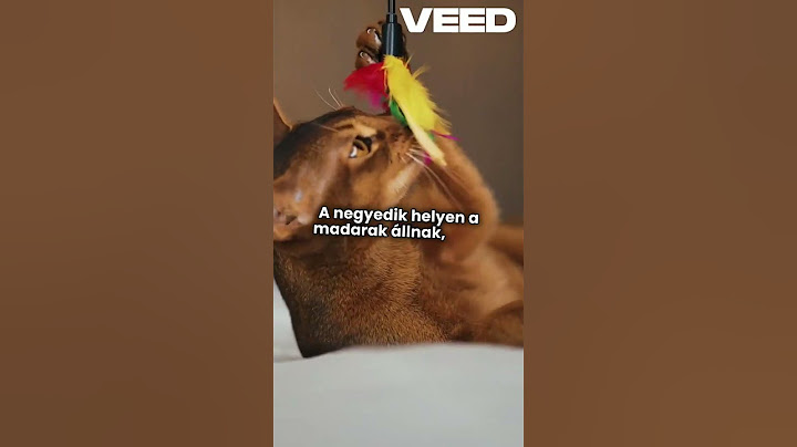 Ai videók kicsit másképp: Milyen állatok a kedvenceink a lakásban?Mik a kis kedvencek?