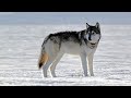 Wildlife Photography-WILDLIFE in WINTER-Jackson Hole/Grand Teton Park/Yellowstone-Snow-Grizzly-Best