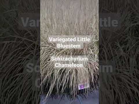 Vídeo: Little Bluestem Information - Como cultivar Little Bluestem em gramados e jardins
