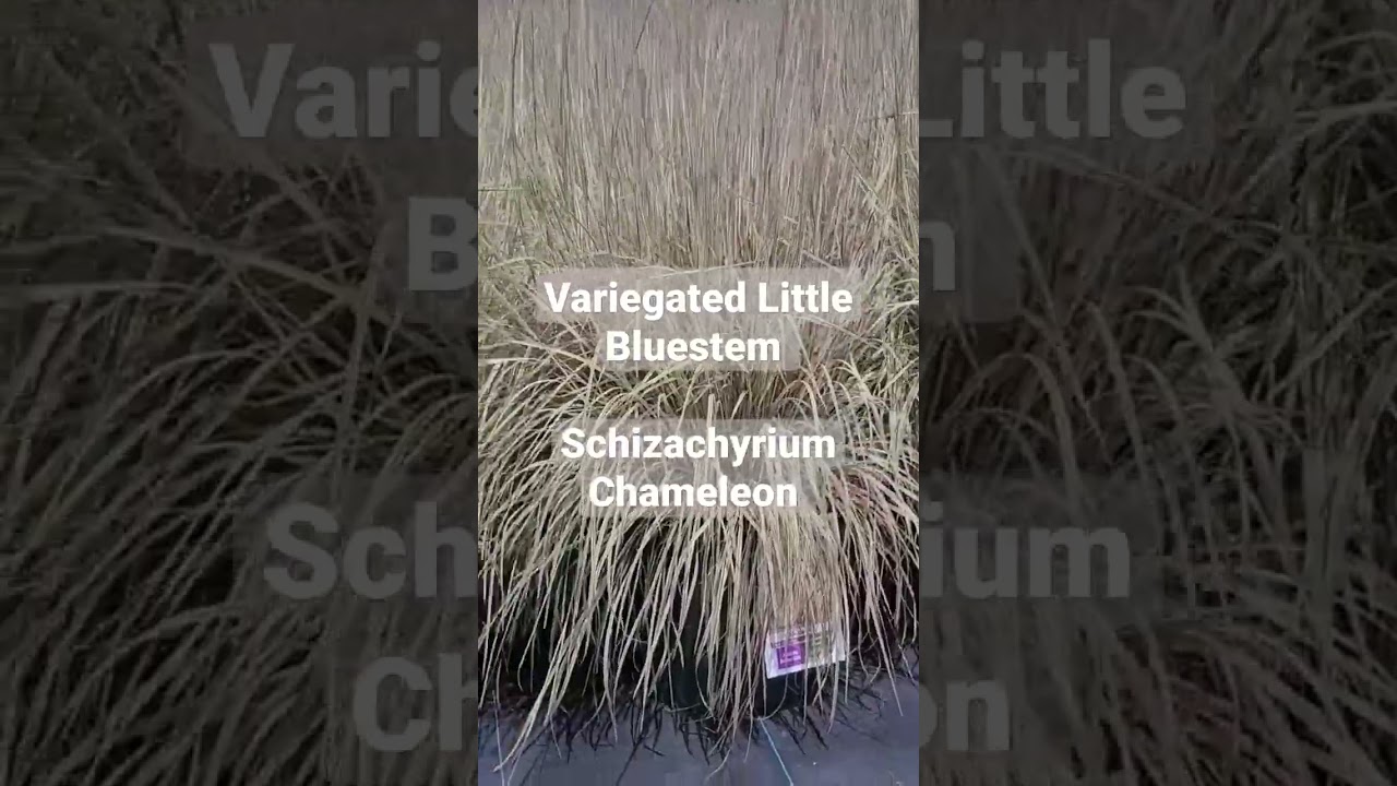 Variegated Little Bluestem (Schizachryium Chameleon) - Superb NEW Ornamental Grass
