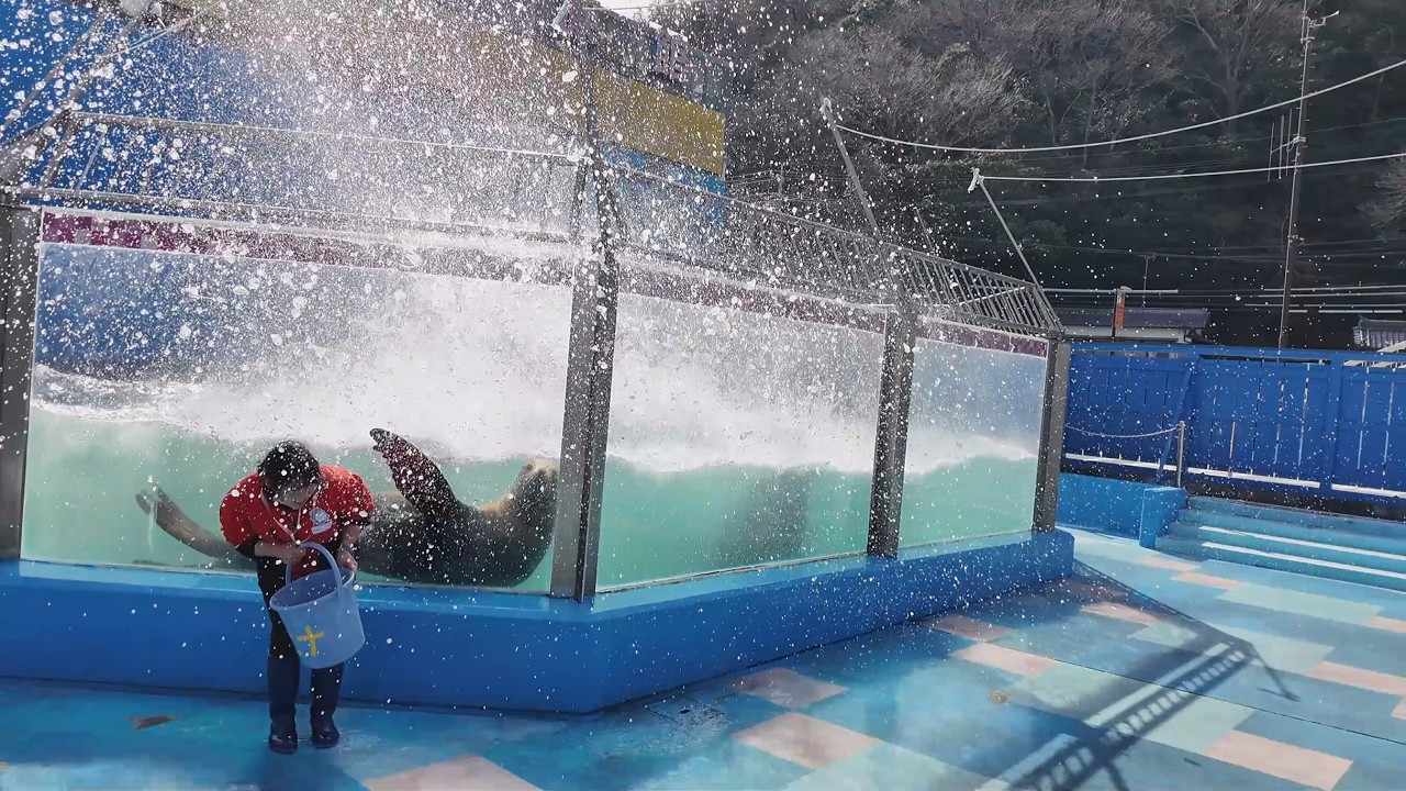 トドのお食事タイム　伊勢シーパラダイス　26.03.09