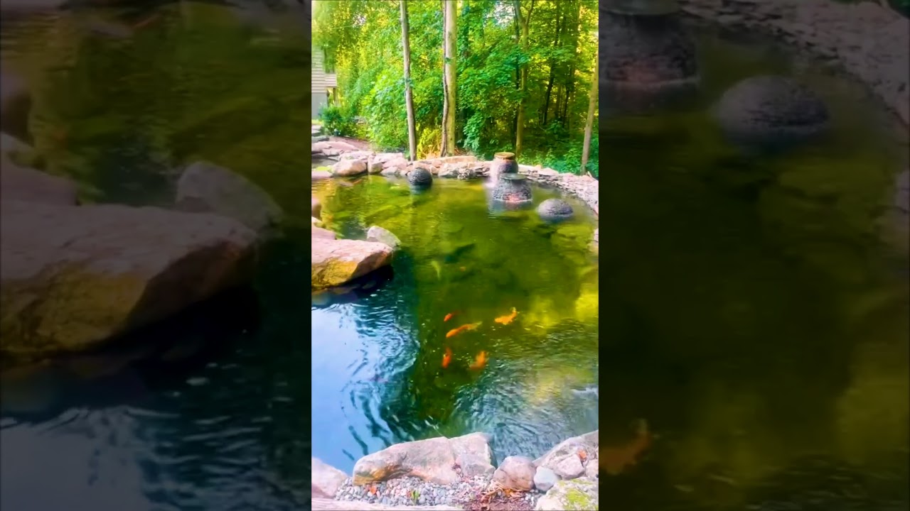 60,000 Gallon Swim Pond 