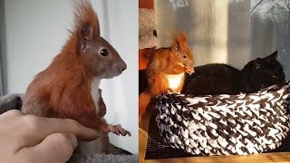 Tintin The Squirrel's Heartwarming Rescue Story