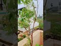Vapapa Mookaka Nuu Natandii Youtubeshorts Viral Viral Viral Vapapa Mookaka Nuu Natandii Youtubeshorts Viral Viral Viral