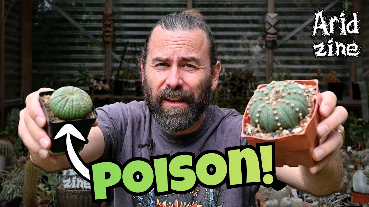 Beware! These Cacti Have Toxic Doppelgängers