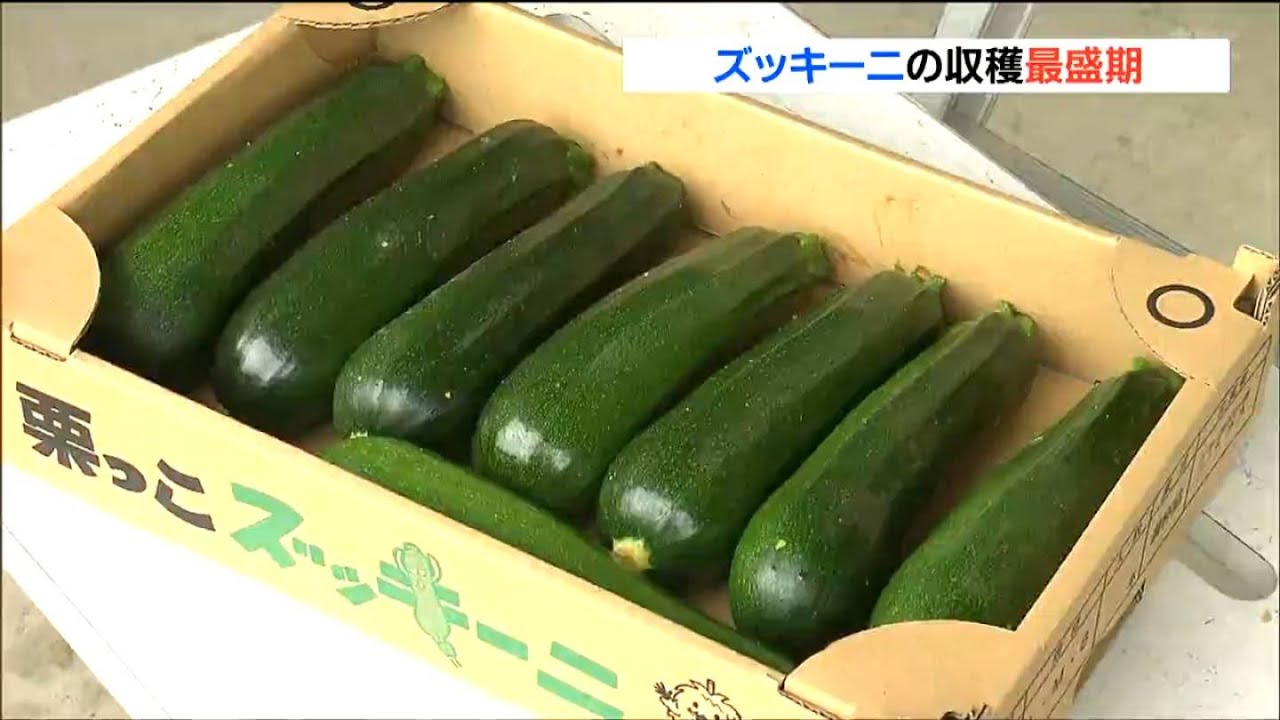 ズッキーニ maxresdefault.jpg