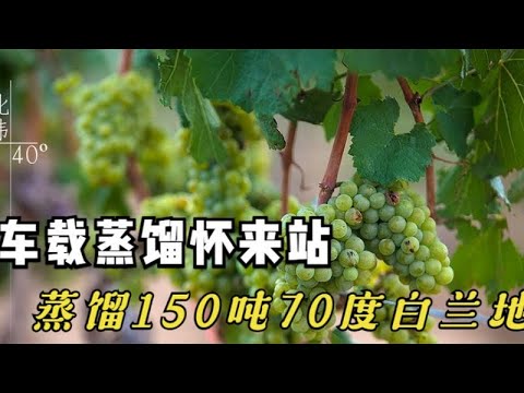 车载蒸馏器在河北怀来，北纬40度的葡萄产区蒸了150吨70度白兰地