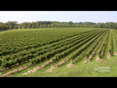 Видео: Перовских үл хөдлөх хөрөнгийн дарсны үйлдвэр: хаяг, тойм, зураг, тэнд хэрхэн хүрэх вэ
