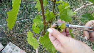 Зелёные операции на винограде