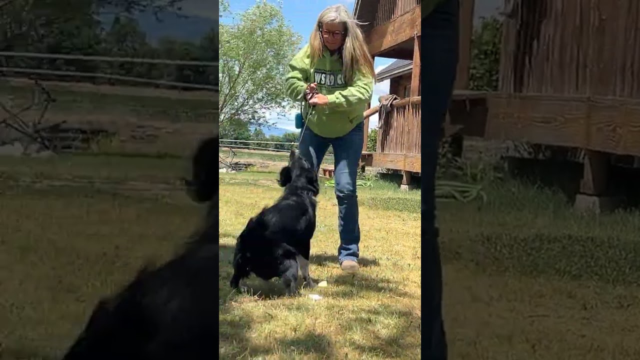 Mastering Business Skills for Dog Trainers