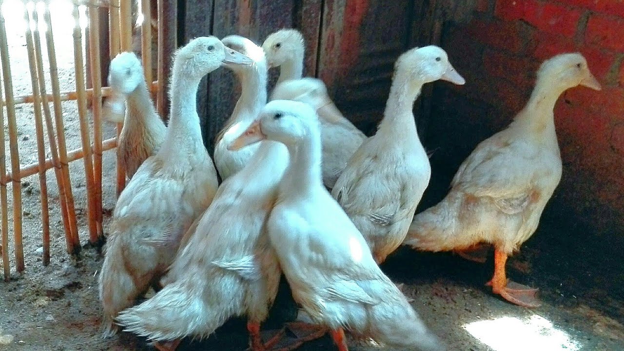 البط البيور عمر 40 يوم وأقوى خلطة تسمين وتوفير هتخلى البط يومه بيومين وشوفي الوزن بنفسك