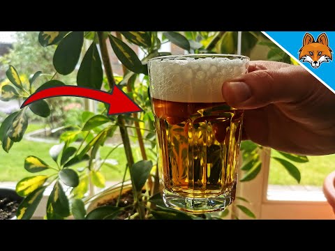 THATS WHY you should water your Houseplants with BEER 💥🍺