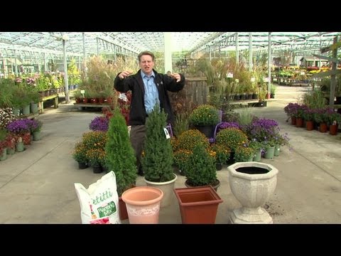 Planting potted evergreens