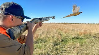 EPIC South Dakota Pheasant Hunting Opening Day! (41 BIRD CATCH CLEAN COOK)