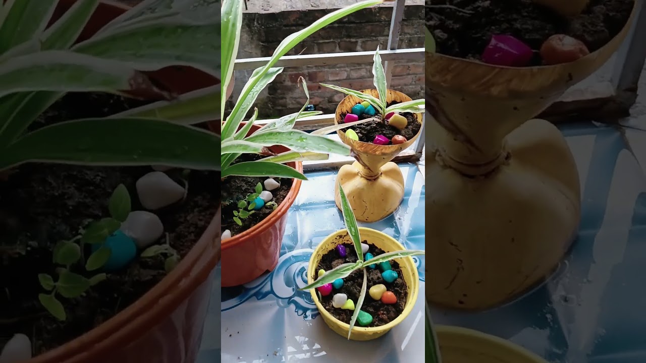 Spider plants with rain 🌧️🌧️