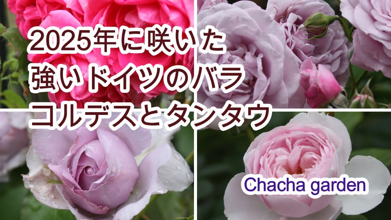 かわいくて強健忙しい人でも育てやすいクリスティアーナ/マチネ