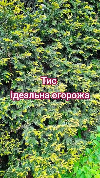 ТИС ЯГІДНИЙ Ідеальна зелена огорожа для саду #садиба #рослини #дача # ...