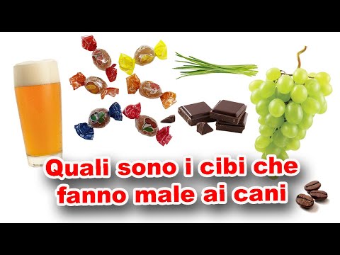 Video: Le macadamie fanno male ai cani?