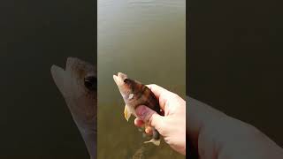 Окунь поплыл по своим делам  #мормышинг #catchandrelease #поймалотпусти #рыбалка #perch #окунь