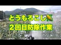 とうもろこし２回目の防除2023.9.27#1373