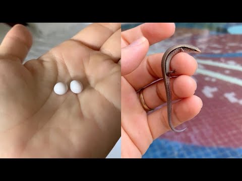 Woman Takes Care Of Unhatched Lizard Eggs