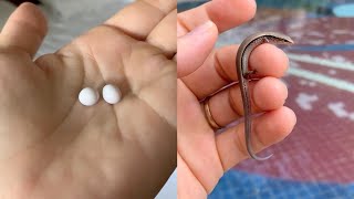 Woman Takes Care Of Unhatched Lizard Eggs