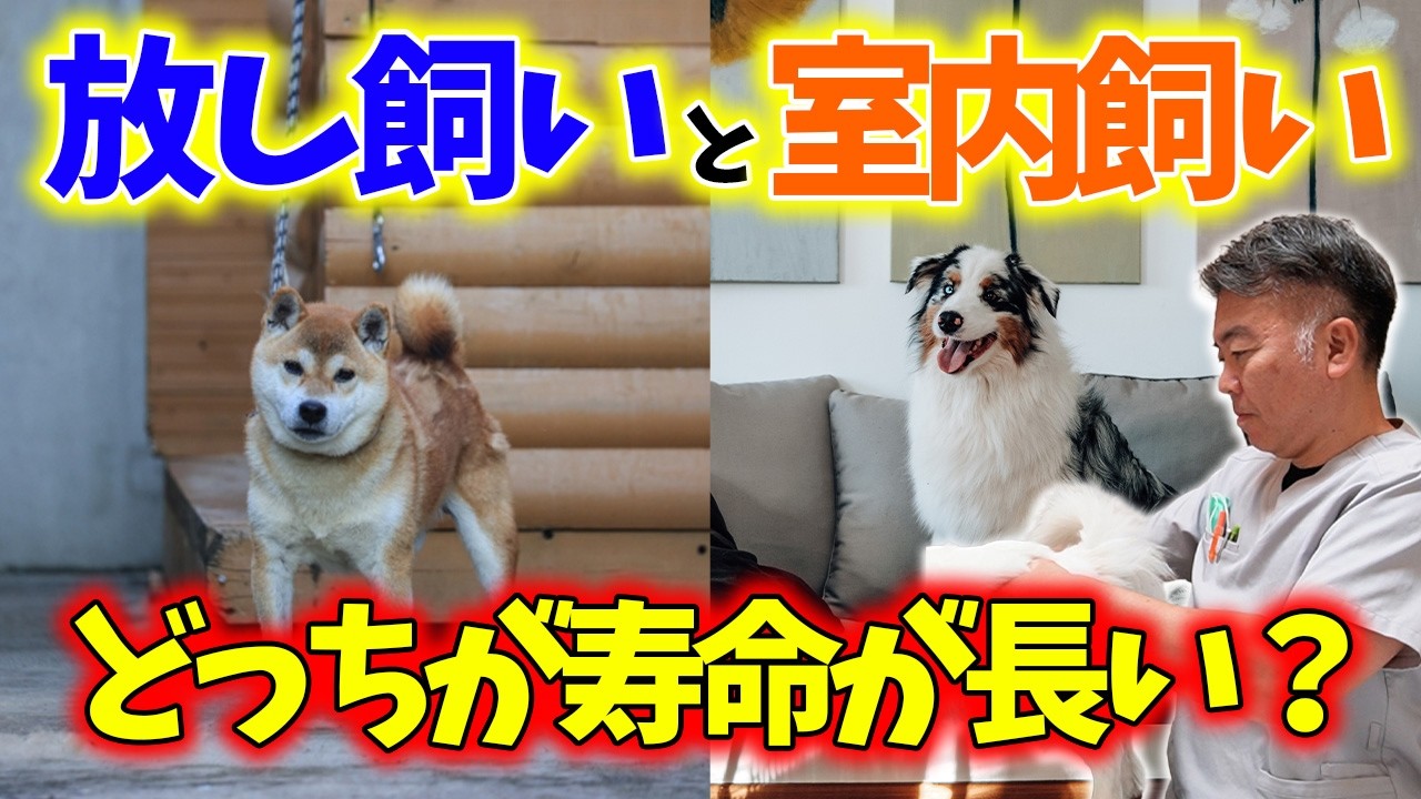 【犬の豆知識】愛犬の寿命を縮めるのは放し飼い?室内飼い?