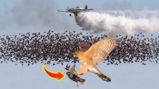 America Spends $189 Million a Year Killing Starlings — A Cooper's Hawk Do It for Free