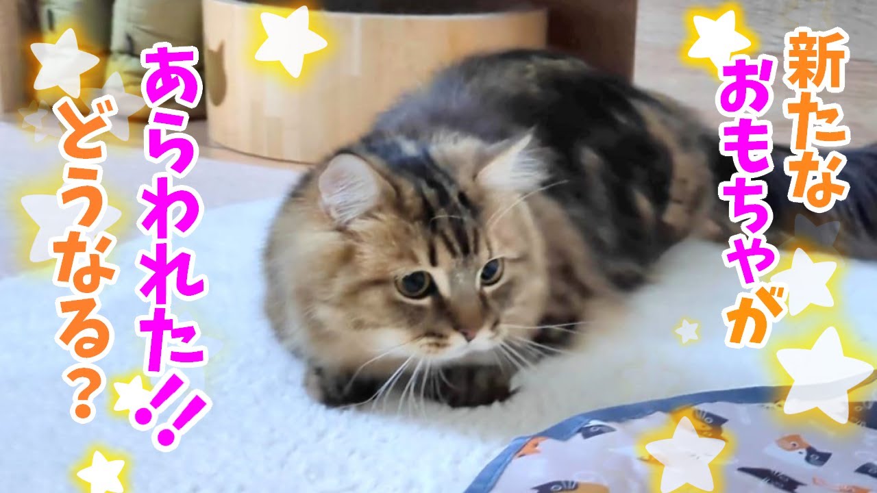 what-happens-can-cats-play-with-new-cat-toys