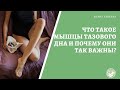 Что такое мышцы тазового дна и почему они так важны?