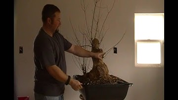 Giant trident maple pt 1