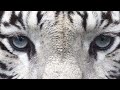 سبليمينال الق وة الم دمرة    دم ر ك ل م قاومة ف ي عقل ك     حالتي
