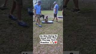 Nova Practicing Therapy Test Skill #americanbullybreed #bullybreed #funnydogs