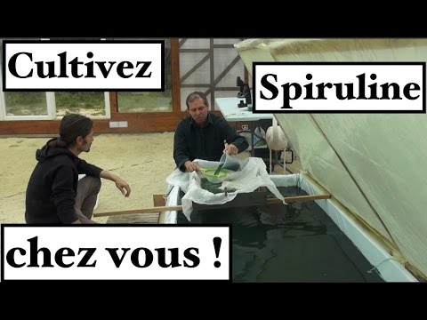 spiruline achat
